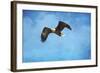 Early Spring Flight Bald Eagle-Jai Johnson-Framed Giclee Print