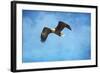 Early Spring Flight Bald Eagle-Jai Johnson-Framed Giclee Print