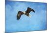 Early Spring Flight Bald Eagle-Jai Johnson-Mounted Giclee Print