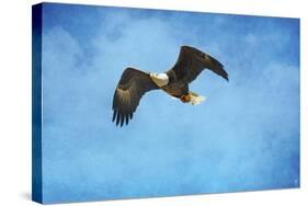 Early Spring Flight Bald Eagle-Jai Johnson-Stretched Canvas