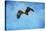 Early Spring Flight Bald Eagle-Jai Johnson-Stretched Canvas