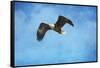 Early Spring Flight Bald Eagle-Jai Johnson-Framed Stretched Canvas