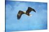 Early Spring Flight Bald Eagle-Jai Johnson-Stretched Canvas