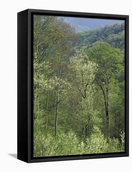 Early Spring Foliage, Great Smoky Mountains National Park, Tennessee, USA-Adam Jones-Framed Stretched Canvas