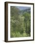 Early Spring Foliage, Great Smoky Mountains National Park, Tennessee, USA-Adam Jones-Framed Photographic Print