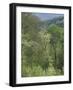 Early Spring Foliage, Great Smoky Mountains National Park, Tennessee, USA-Adam Jones-Framed Photographic Print