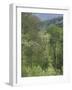 Early Spring Foliage, Great Smoky Mountains National Park, Tennessee, USA-Adam Jones-Framed Photographic Print