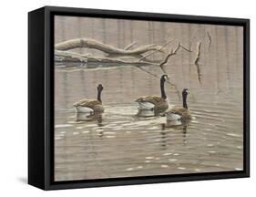 Early Spring Geese Trio-Bruce Dumas-Framed Stretched Canvas