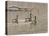 Early Spring Geese Trio-Bruce Dumas-Stretched Canvas