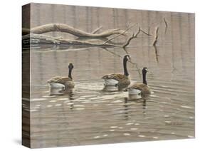 Early Spring Geese Trio-Bruce Dumas-Stretched Canvas