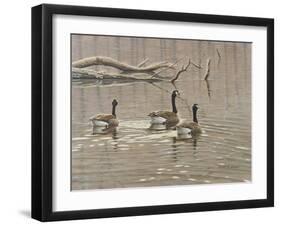 Early Spring Geese Trio-Bruce Dumas-Framed Giclee Print