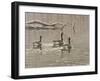 Early Spring Geese Trio-Bruce Dumas-Framed Giclee Print