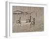 Early Spring Geese Trio-Bruce Dumas-Framed Giclee Print