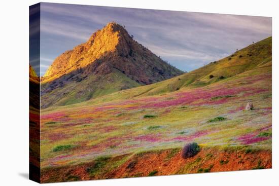 Early Spring Hills at Kern County-null-Stretched Canvas