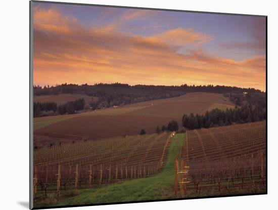 Early Spring over Knutsen Vineyards in Red Hills above Dundee, Oregon, USA-Janis Miglavs-Mounted Premium Photographic Print