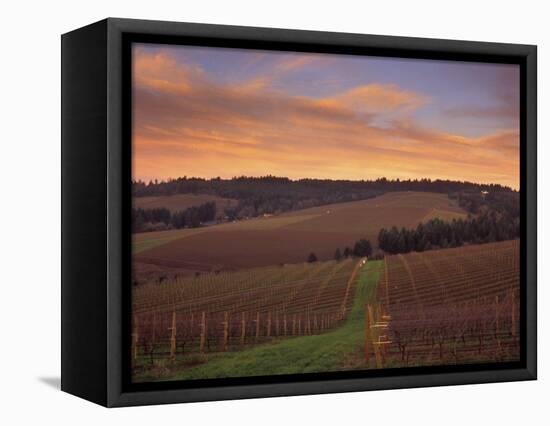 Early Spring over Knutsen Vineyards in Red Hills above Dundee, Oregon, USA-Janis Miglavs-Framed Stretched Canvas