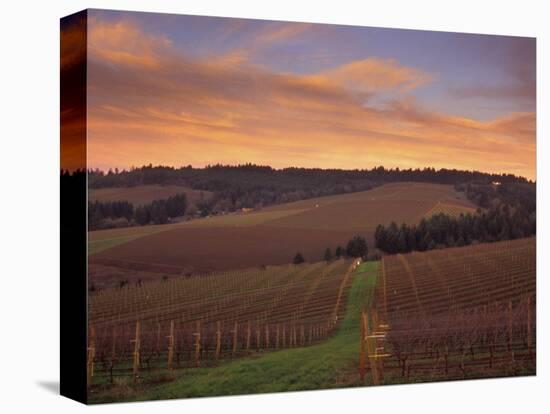 Early Spring over Knutsen Vineyards in Red Hills above Dundee, Oregon, USA-Janis Miglavs-Stretched Canvas