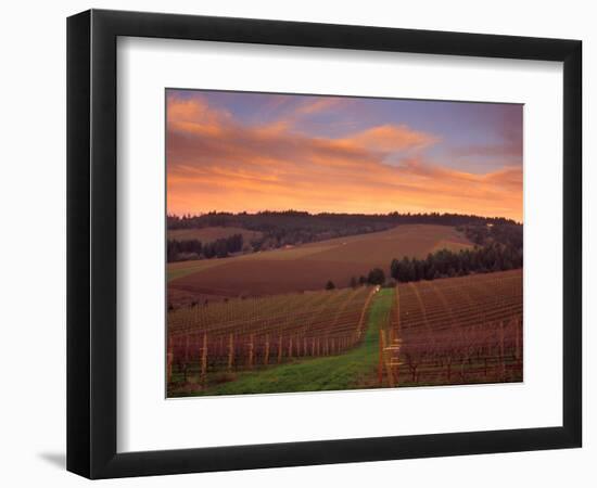 Early Spring over Knutsen Vineyards in Red Hills, Oregon, USA-Janis Miglavs-Framed Photographic Print