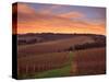 Early Spring over Knutsen Vineyards in Red Hills, Oregon, USA-Janis Miglavs-Stretched Canvas