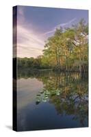 Early spring view of cypress trees reflecting on blackwater area of St. Johns River, FL-Adam Jones-Stretched Canvas