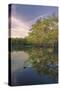 Early spring view of cypress trees reflecting on blackwater area of St. Johns River, FL-Adam Jones-Stretched Canvas