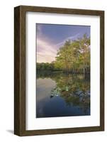 Early spring view of cypress trees reflecting on blackwater area of St. Johns River, FL-Adam Jones-Framed Photographic Print