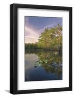 Early spring view of cypress trees reflecting on blackwater area of St. Johns River, FL-Adam Jones-Framed Photographic Print