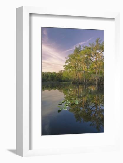 Early spring view of cypress trees reflecting on blackwater area of St. Johns River, FL-Adam Jones-Framed Photographic Print