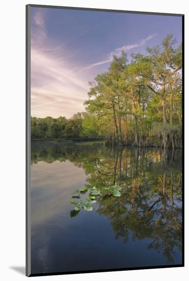 Early spring view of cypress trees reflecting on blackwater area of St. Johns River, FL-Adam Jones-Mounted Photographic Print
