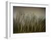 Early Spring Vision...-Yvette Depaepe-Framed Photographic Print