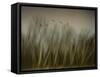 Early Spring Vision...-Yvette Depaepe-Framed Stretched Canvas