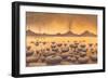 Early Stromatolites, Artwork-Richard Bizley-Framed Photographic Print