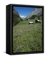 Early Summer Meadow Flowers, Above Kandersteg, Swiss Alps, Switzerland-Tony Waltham-Framed Stretched Canvas