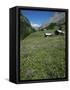 Early Summer Meadow Flowers, Above Kandersteg, Swiss Alps, Switzerland-Tony Waltham-Framed Stretched Canvas