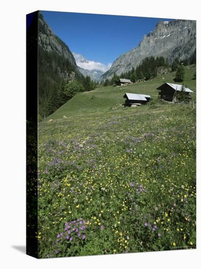 Early Summer Meadow Flowers, Above Kandersteg, Swiss Alps, Switzerland-Tony Waltham-Stretched Canvas