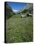 Early Summer Meadow Flowers, Above Kandersteg, Swiss Alps, Switzerland-Tony Waltham-Stretched Canvas