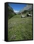 Early Summer Meadow Flowers, Above Kandersteg, Swiss Alps, Switzerland-Tony Waltham-Framed Stretched Canvas