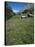 Early Summer Meadow Flowers, Above Kandersteg, Swiss Alps, Switzerland-Tony Waltham-Stretched Canvas