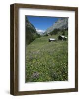 Early Summer Meadow Flowers, Above Kandersteg, Swiss Alps, Switzerland-Tony Waltham-Framed Photographic Print