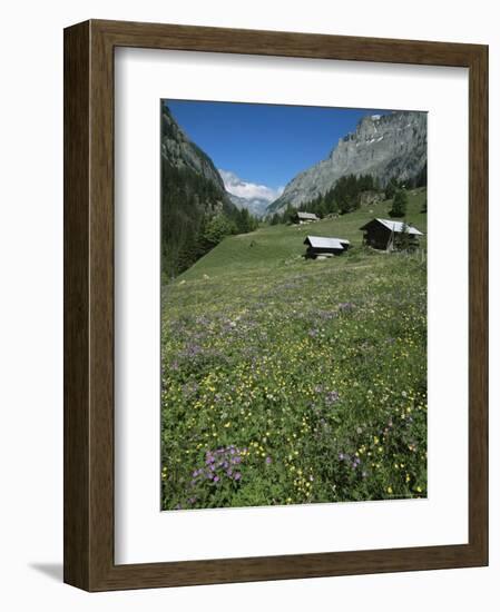 Early Summer Meadow Flowers, Above Kandersteg, Swiss Alps, Switzerland-Tony Waltham-Framed Photographic Print