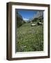 Early Summer Meadow Flowers, Above Kandersteg, Swiss Alps, Switzerland-Tony Waltham-Framed Photographic Print