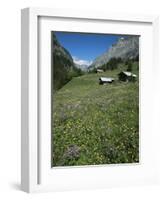 Early Summer Meadow Flowers, Above Kandersteg, Swiss Alps, Switzerland-Tony Waltham-Framed Photographic Print