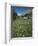 Early Summer Meadow Flowers, Above Kandersteg, Swiss Alps, Switzerland-Tony Waltham-Framed Photographic Print