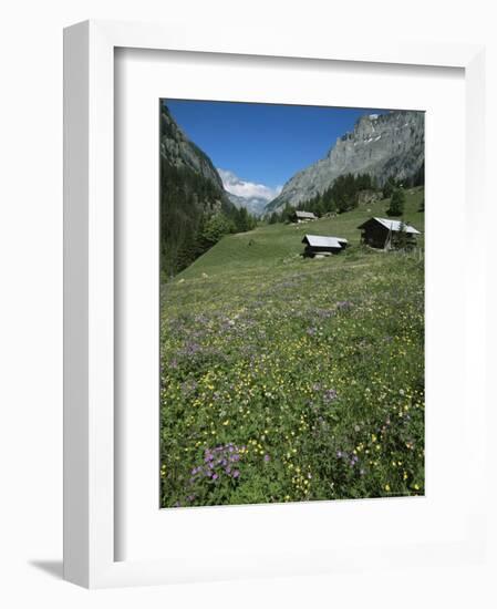 Early Summer Meadow Flowers, Above Kandersteg, Swiss Alps, Switzerland-Tony Waltham-Framed Photographic Print