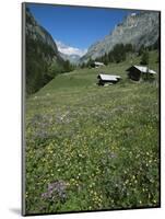 Early Summer Meadow Flowers, Above Kandersteg, Swiss Alps, Switzerland-Tony Waltham-Mounted Photographic Print