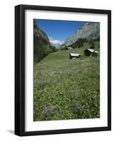 Early Summer Meadow Flowers, Above Kandersteg, Swiss Alps, Switzerland-Tony Waltham-Framed Photographic Print