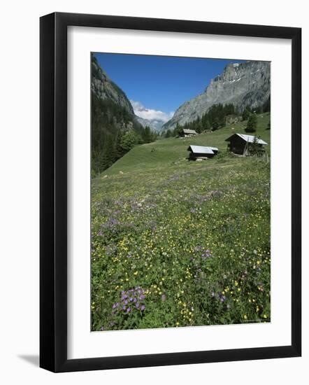 Early Summer Meadow Flowers, Above Kandersteg, Swiss Alps, Switzerland-Tony Waltham-Framed Photographic Print