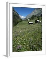 Early Summer Meadow Flowers, Above Kandersteg, Swiss Alps, Switzerland-Tony Waltham-Framed Photographic Print