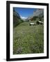 Early Summer Meadow Flowers, Above Kandersteg, Swiss Alps, Switzerland-Tony Waltham-Framed Photographic Print