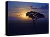 Early Sunrise on Vulture Gliding in Silhouetted Tree of the Maasai Mara, Kenya-Joe Restuccia III-Stretched Canvas